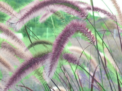 rozplenica-japonska-red-head-pennisetum-alopecuroides-red-head-sadzonka-zielona-para