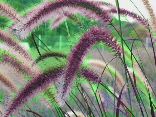 rozplenica-japonska-black-beauty-pennisetum-alopecuroides-black-beauty-sadzonka-zielona-para