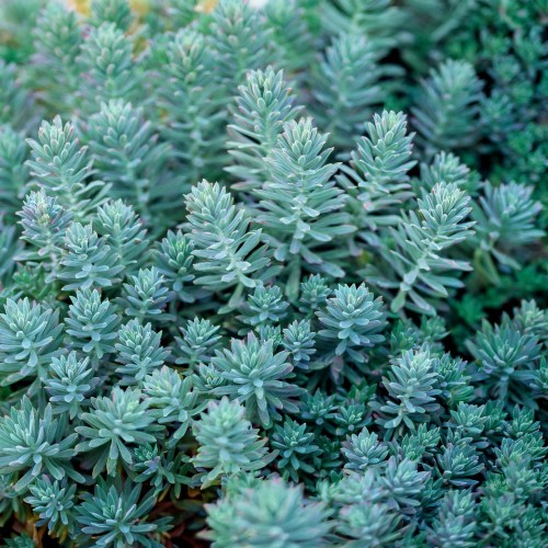 Rozchodnik ościsty Blue Spruce