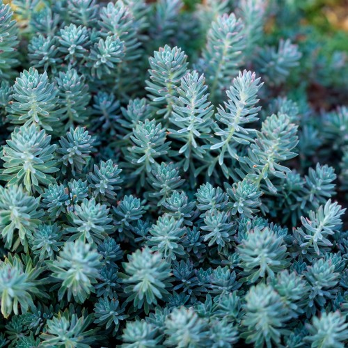 rozchodnik-osciasty-blue-spruce-sedum-reflexum-blue-spruce-sadzonka-zielona-para