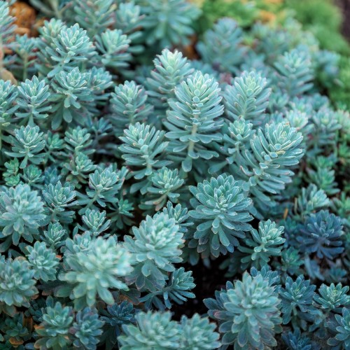 rozchodnik-osciasty-blue-spruce-sedum-reflexum-blue-spruce-sadzonka-zielona-para