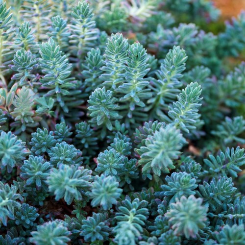 rozchodnik-osciasty-blue-spruce-sedum-reflexum-blue-spruce-sadzonka-zielona-para