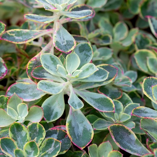 rozchodnik-variegatum-sedum-variegatum-sadzonka-zielona-para