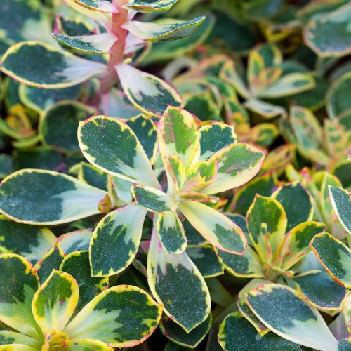 rozchodnik-variegatum-sedum-variegatum-sadzonka-zielona-para