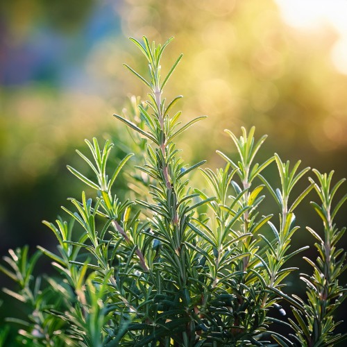 rozmaryn-lekarski-rosmarinus-officinalis-sadzonka-zielona-para