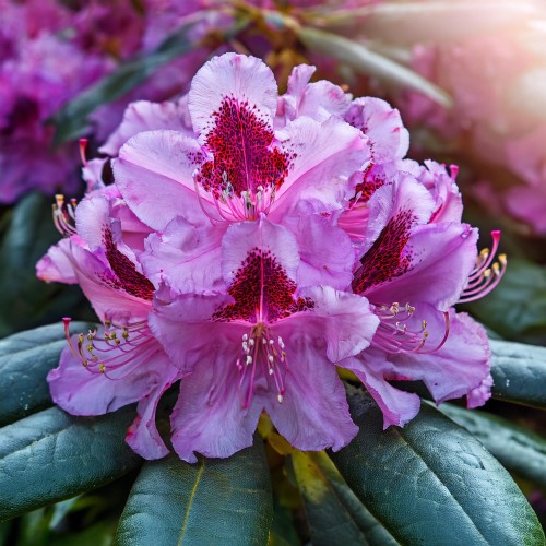 Różanecznik Rasputin (Rhododendron)