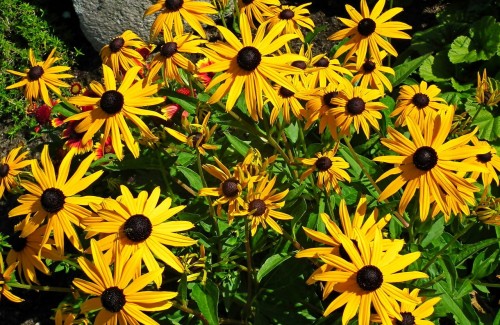 rudbekia-zolta-bez-przebarwien-rudbeckia-fulgida-goldsturm-sadzonka-zielona-para