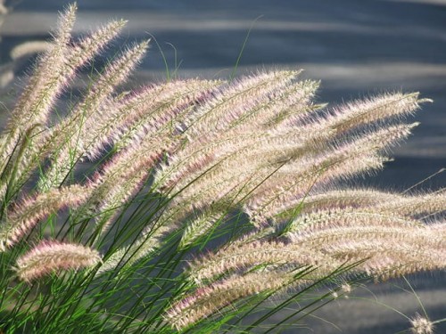 rozplenica-japonska-hameln-pennisetum-alopecuroides-hameln-sadzonka-zielona-para