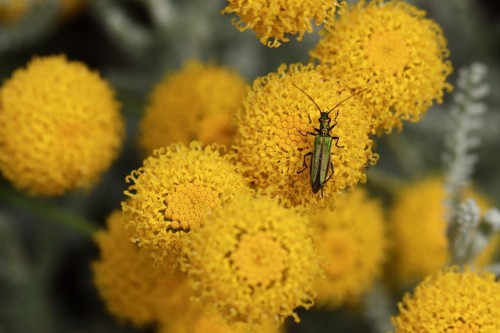 chamaecyparissus-5352156_1280.jpg