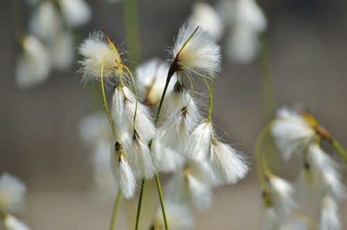 smialek-darniowy-goldtau-deschampsia-cespitosa-zlociste-kwiatostany-ozdobna-trawa-sadzonka-sadzonki-zielona-para-zielonapara