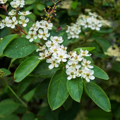 swidosliwa-z-owocami-sleyt-amelanchier-sadzonka-zielona-para