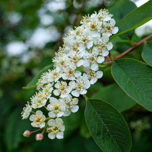 swidosliwa-z-owocami-smoky-amelanchier-sadzonka-zielona-para