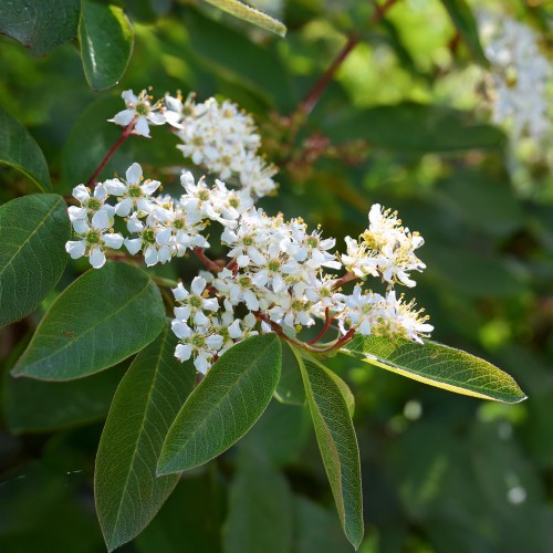 swidosliwa-z-owocami-sleyt-amelanchier-sadzonka-zielona-para