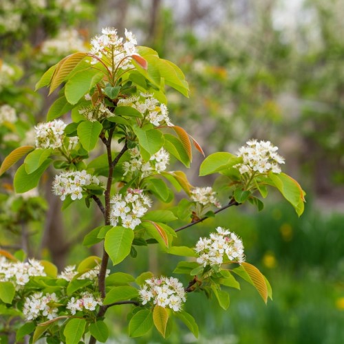 swidosliwa-z-owocami-smoky-amelanchier-sadzonka-zielona-para