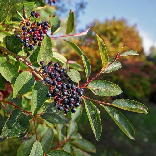 swidosliwa-z-owocami-smoky-amelanchier-sadzonka-zielona-para
