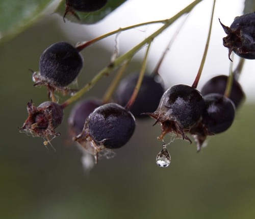 swidosliwa-z-owocami-smoky-amelanchier-sadzonka-zielona-para
