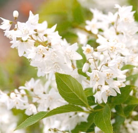 zylistek-mieszancowy-variegata-deutzia-x-hybrida-variegata-sadzonka-zielona-para