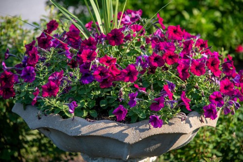 Supertunia-Vista-fuchsia-sadzonka-zielona-para-czerwona-fioletowa-fuksja