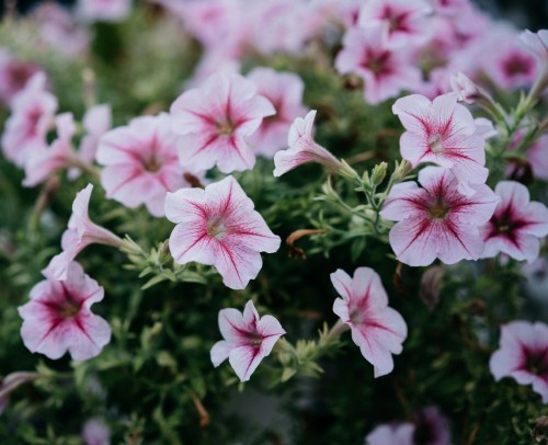 Supertunia kaskadowa Vista Silverberry