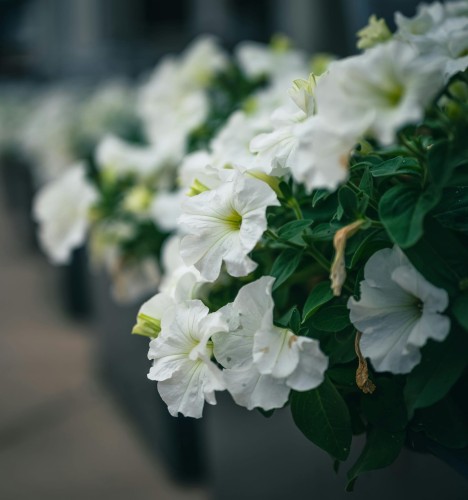 supertunia-vista-snowdrift-zielona-para-sadzonka-biala-rozowa