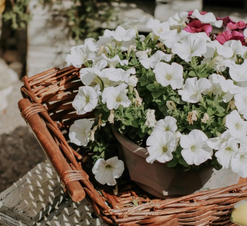 supertunia-vista-snowdrift-zielona-para-sadzonka-biala