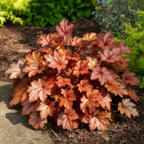 zurawka-copper-cascade-heucherella-copper-cascade-sadzonka-zielona-para