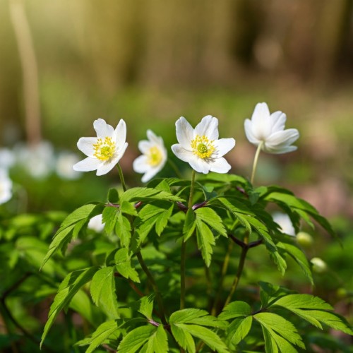 zawilec-gajowy-anemone-nemorosa-sadzonka-zielona-para