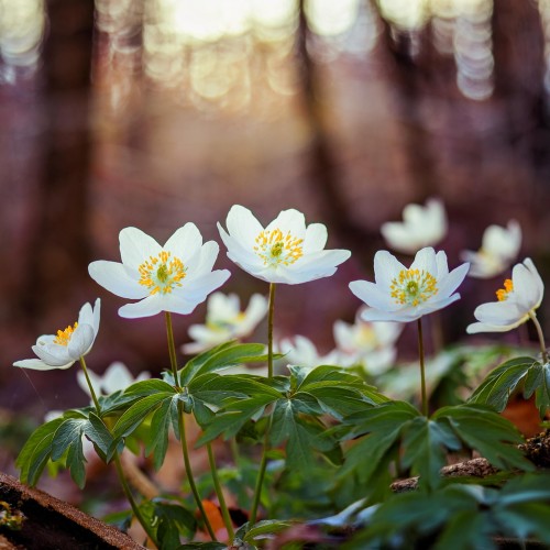 zawilec-gajowy-anemone-nemorosa-sadzonka-zielona-para