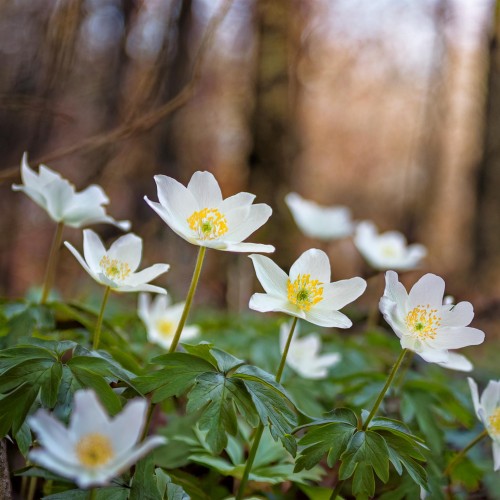 zawilec-gajowy-anemone-nemorosa-sadzonka-zielona-para