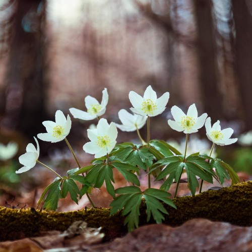 zawilec-gajowy-anemone-nemorosa-sadzonka-zielona-para