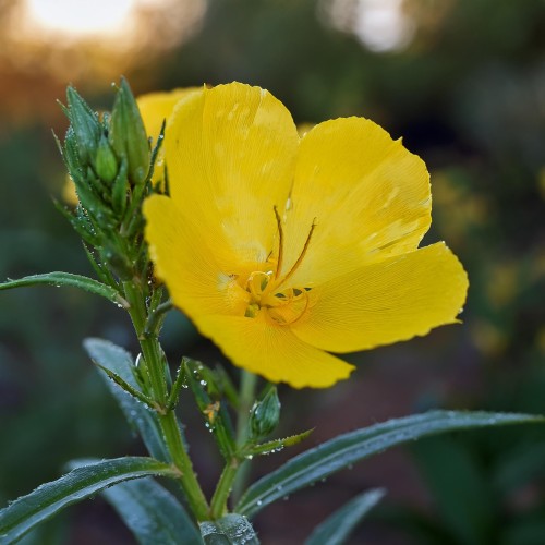 wiesiolek-ozdobny-oenothera-biennis-sadzonka-zielona-para