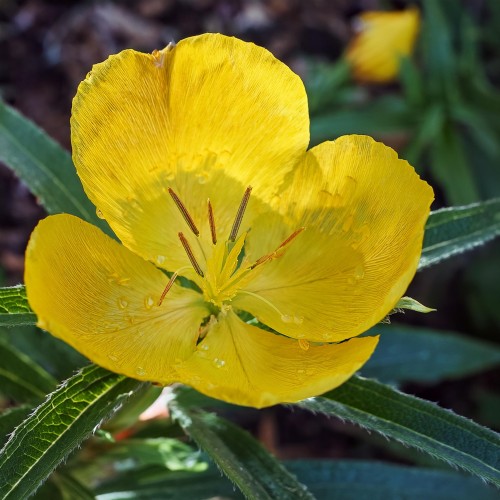 wiesiolek-ozdobny-oenothera-biennis-sadzonka-zielona-para