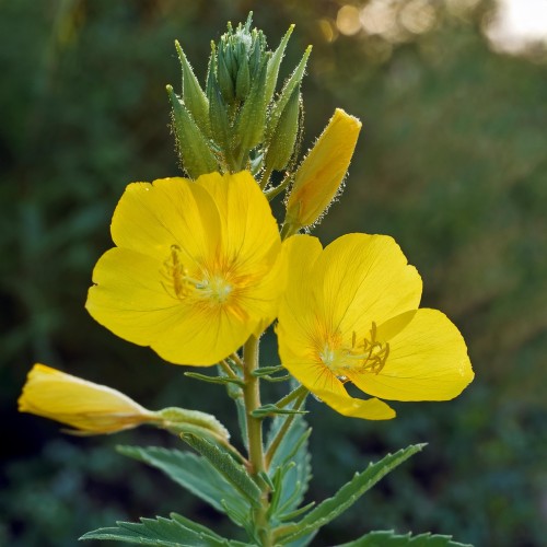 wiesiolek-ozdobny-oenothera-biennis-sadzonka-zielona-para