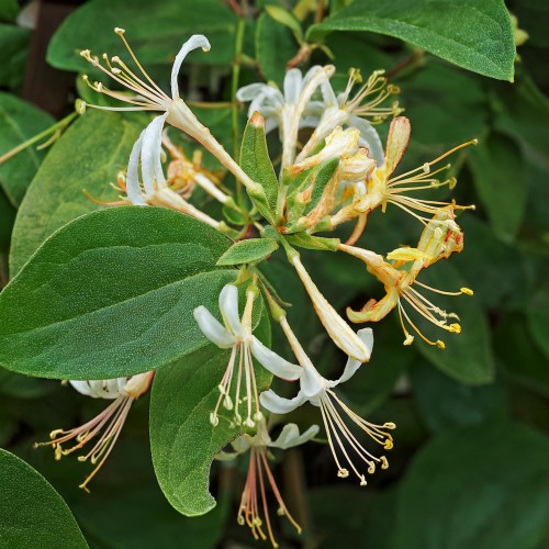 wiciokrzew-japonski-lonicera-japonica-sadzonka-zielona-para