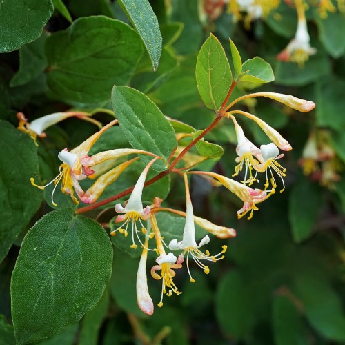 wiciokrzew-japonski-lonicera-japonica-sadzonka-zielona-para