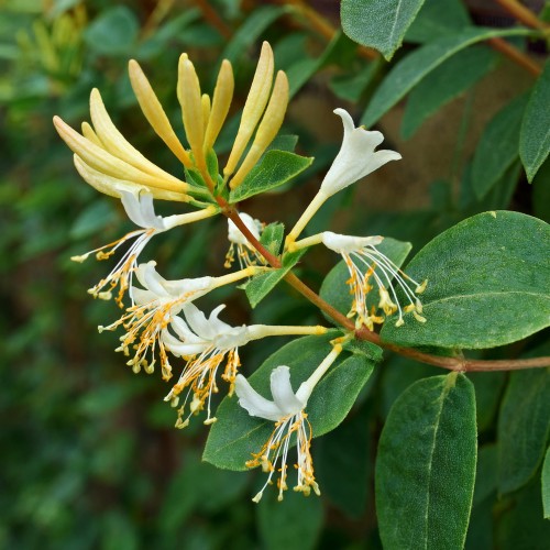 Wiciokrzew japoński