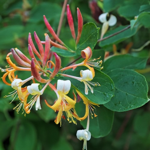 Wiciokrzew pomorski Purpurea