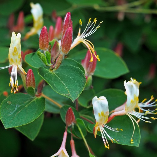 wiciokrzew-ourourea-lonicera-periclymenum-outurea-sadzonka-zielona-para