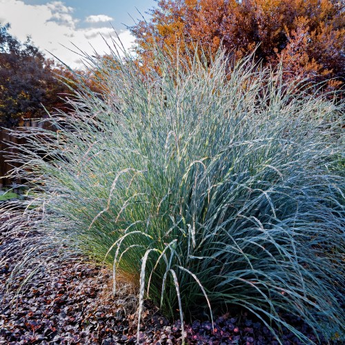 turzyca-rozgowata-prairie-sky-carex-phyllocephala-prairie-sky-sadzonka-zielona-para