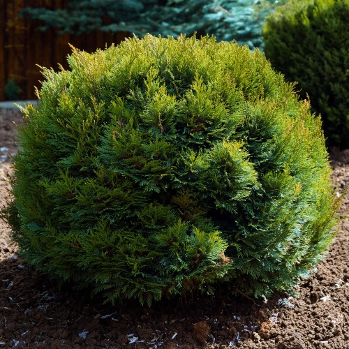 tuja-zachodnia-kulista-na-obwódki-Thuja-occidentalis-kulista-na-obwódki-zielonapara-zielona-para-sadzonka-0578.jpg