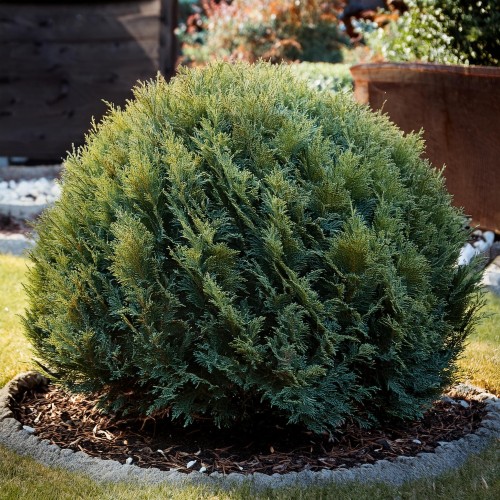 tuja-zachodnia-thuja-occidentalis-woodwardii-zielonapara-sadzonka-duza-zdrowa-kulisty-pokroj