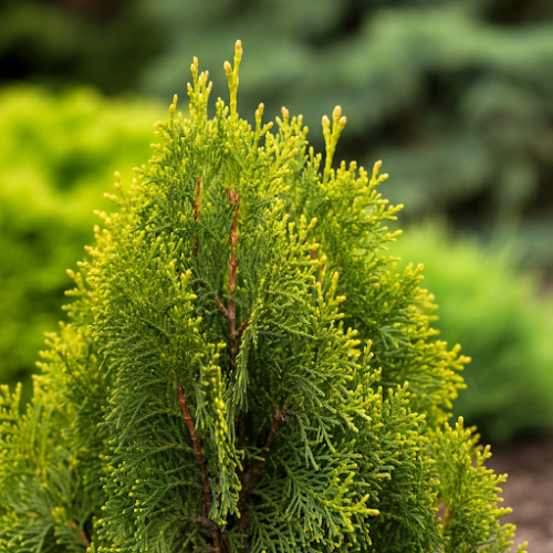 tuja-zachodnia-Szmaragd-Thuja-occidentalis-Szmaragd-light-zielonapara-zielona-para-sadzonka-0542.jpg