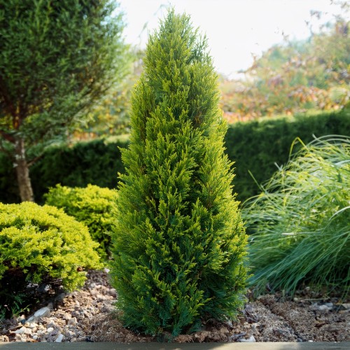 Tuja zachodnia Salland tuja-zachodnia-żółta-Thuja-occidentalis-żółta-zielonapara-zielona-para-sadzonka-0408.jpg