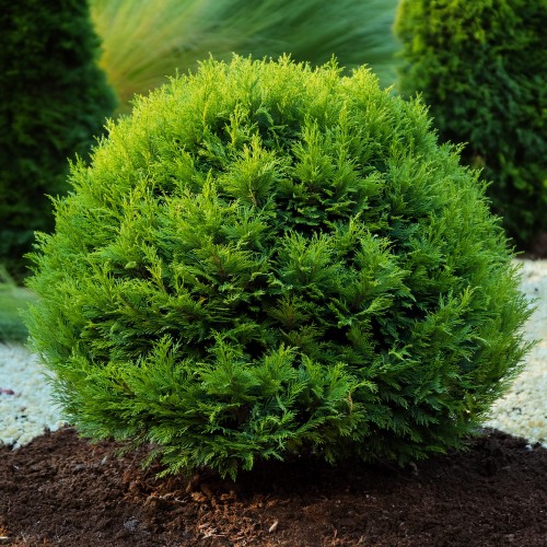 tuja-zachodnia-selena-thuja-occidentalis-selena-sadzonka-zielona-para
