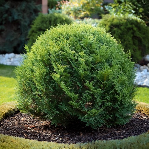 Tuja zachodnia Hoseri tuja-zachodnia-kulista-na-obwódki-Thuja-occidentalis-kulista-na-obwódki-zielonapara-zielona-para-sadzonka-0578.jpg