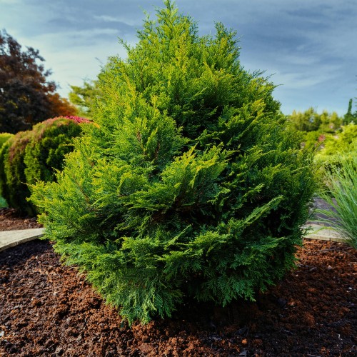 tuja-zachodnia-miky-thuja-occidentalis-miky-sadzonka-zielona-para