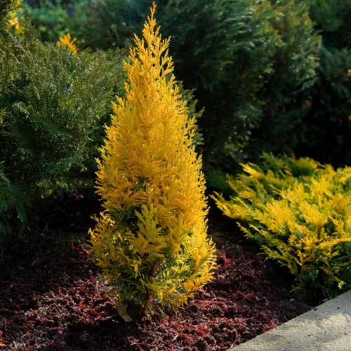 Tuja zachodnia Aurescens
