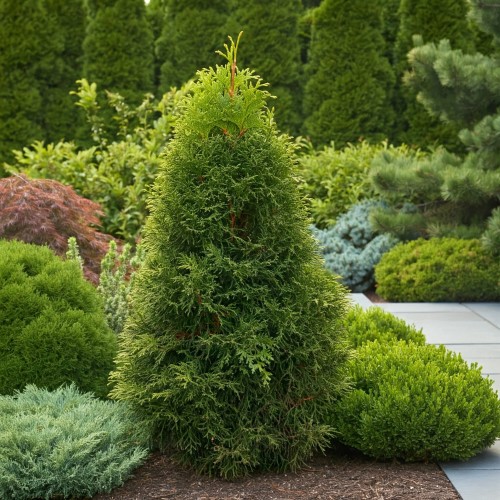 tuja-zachodnia-brabant-Thuja-occidentalis-brabant-zielonapara-zielona-para-sadzonka-0404.jpg