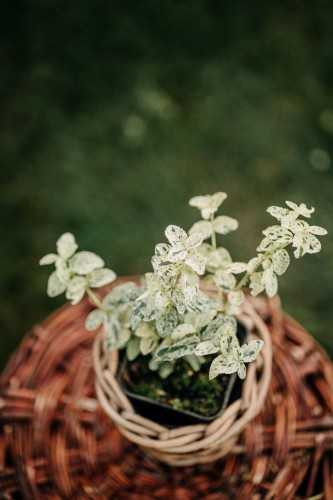 trzmielina-Fortunei-Golden-Harlequin-Euonymus-fortunei-Golden-Harlequin-zielonapara-zielona-para-sadzonka-0639.jpg