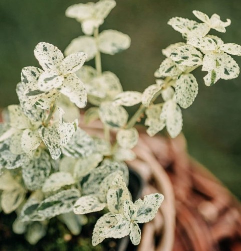 trzmielina-Fortunei-Golden-Harlequin-Euonymus-fortunei-Golden-Harlequin-zielonapara-zielona-para-sadzonka-0639.jpg